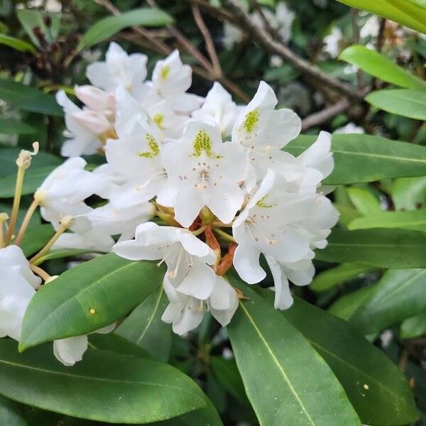 Rhododendron maximum Flower