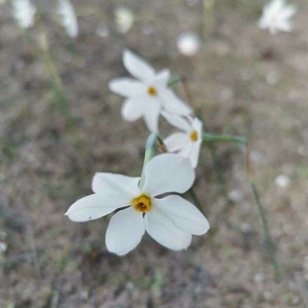 Narcissus serotinus ᱵᱟᱦᱟ