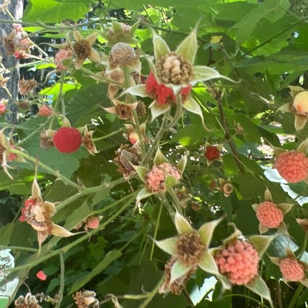 Rubus parviflorus Fruitua