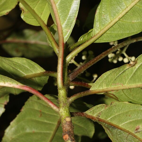 Saurauia yasicae Квітка