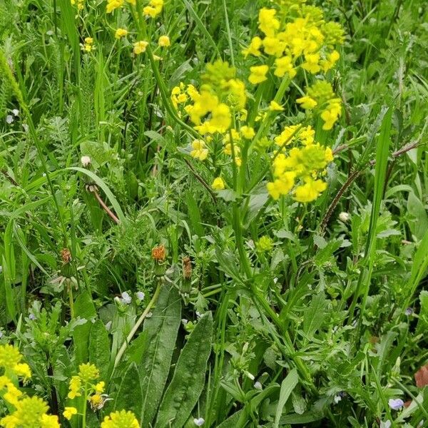 Barbarea vulgaris عادت