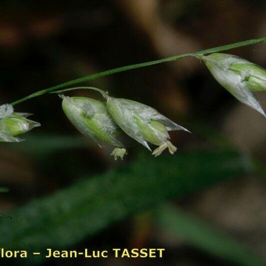 Melica minuta Fruit