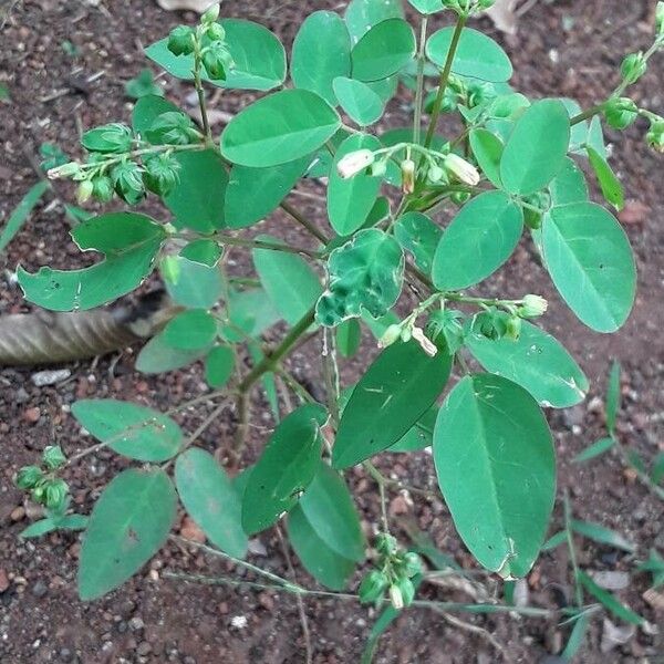 Oxalis barrelieri ফুল