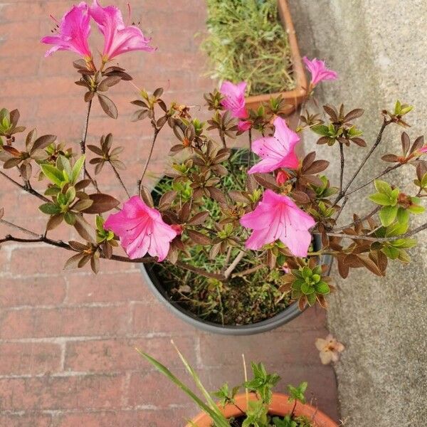 Rhododendron simsii Çiçek