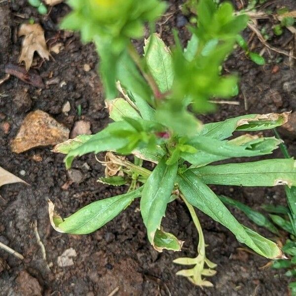 Silphium asteriscus Habitus