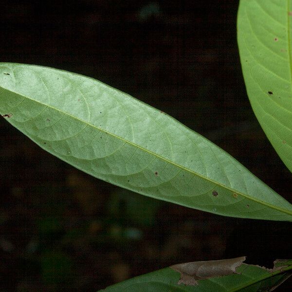 Aniba citrifolia Levél