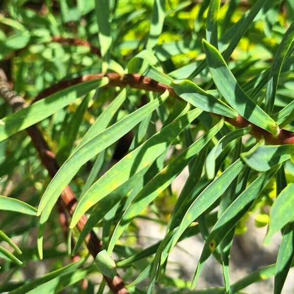 Euphorbia dendroides Leaf