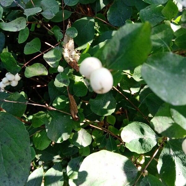 Symphoricarpos albus Vrucht