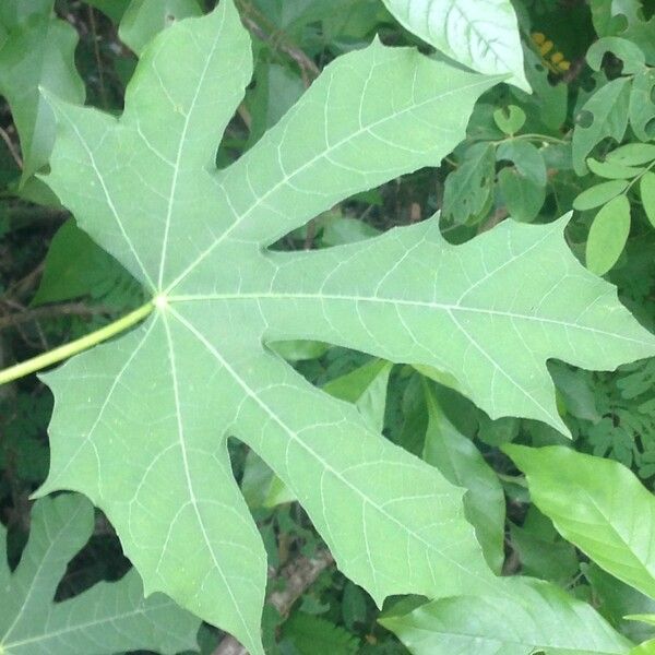 Cnidoscolus aconitifolius Blad