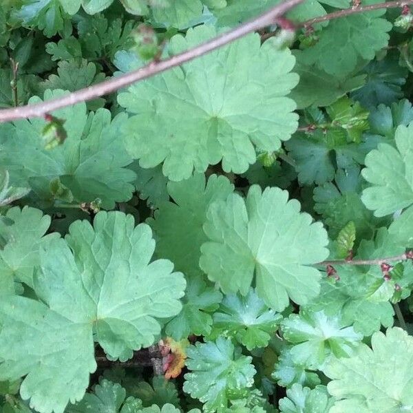 Geranium lucidum ഇല