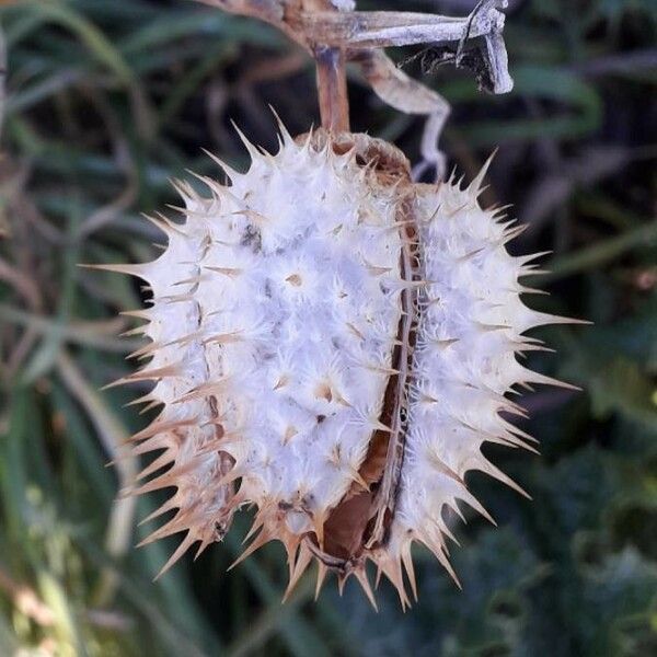 Datura stramonium Fruct