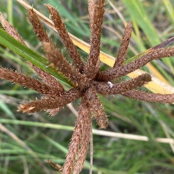 Bolboschoenus maritimus Flower