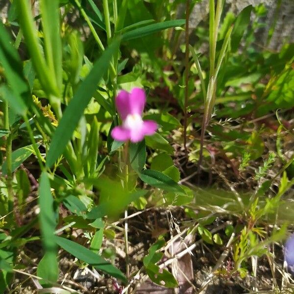 Lathyrus hirsutus Kwiat