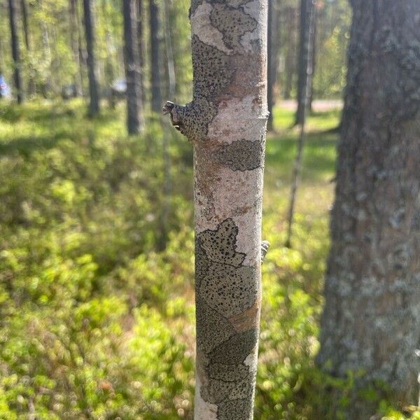 Populus tremuloides Azala