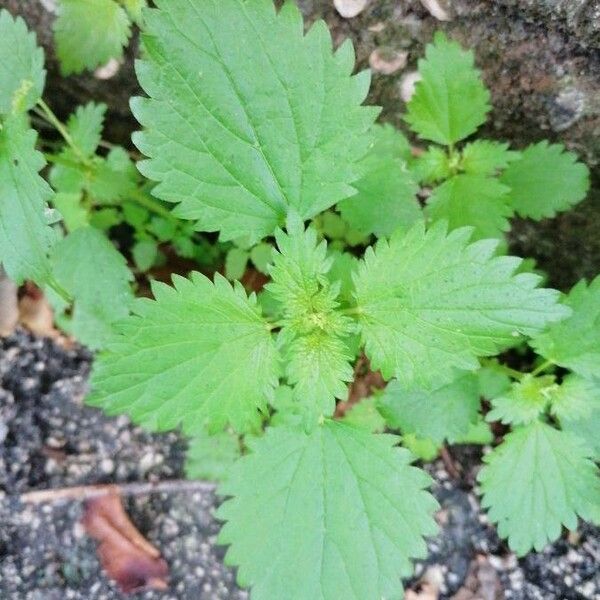 Urtica urens Yaprak