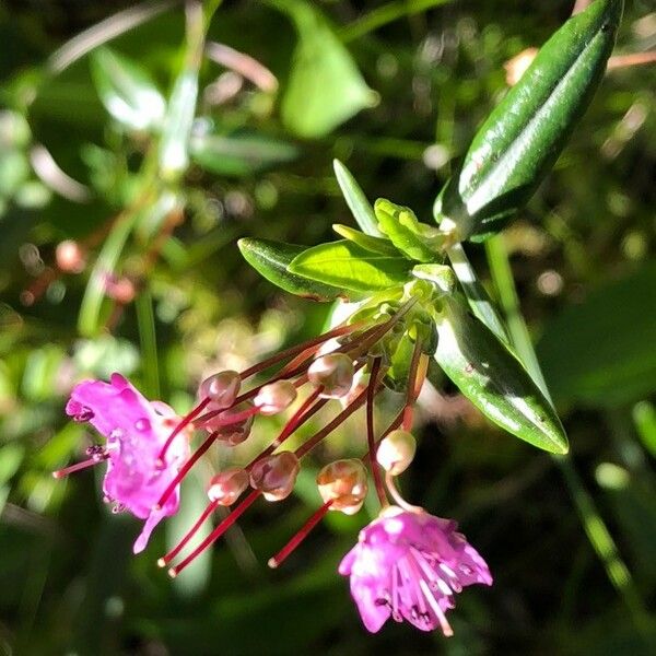 Kalmia polifolia Květ