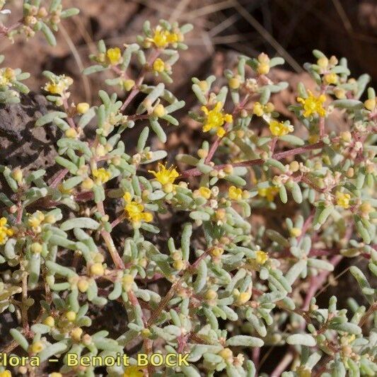 Zygophyllum simplex Habitus