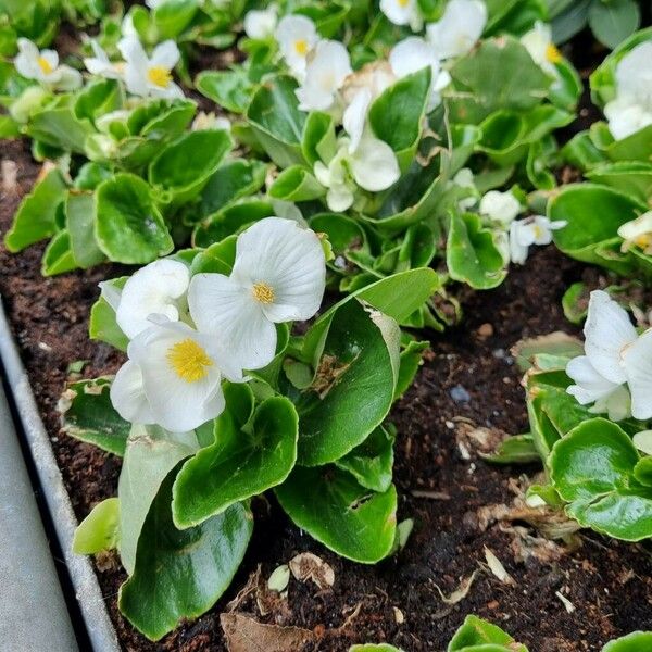 Begonia cucullata Celota