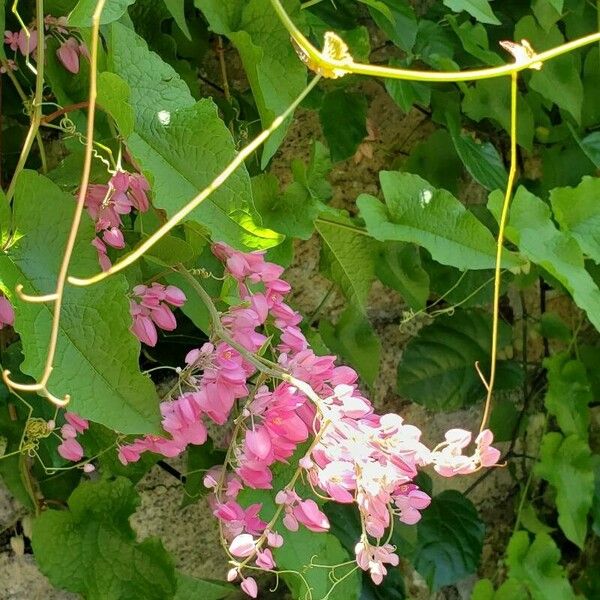 Antigonon leptopus 花