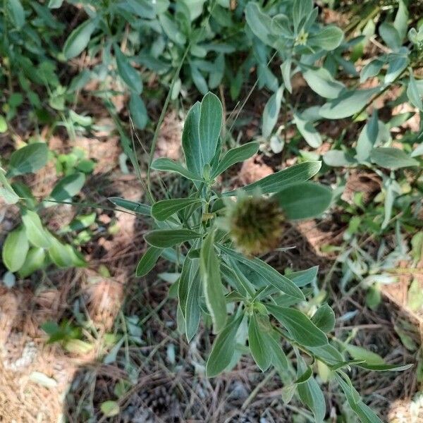 Borrichia frutescens 葉