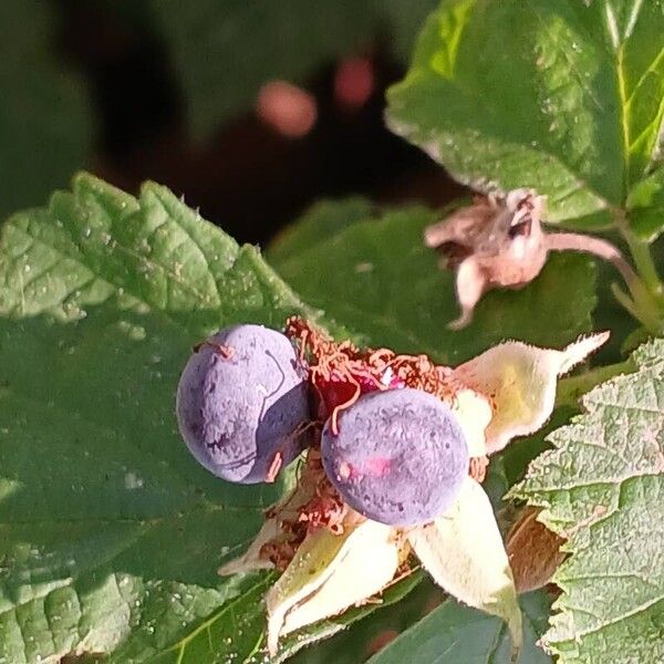 Rubus caesius Frugt