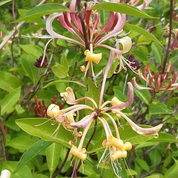 Lonicera periclymenum Кветка