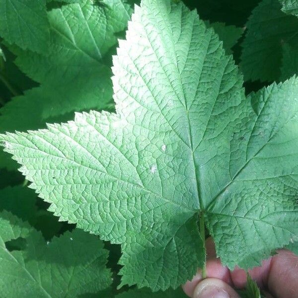 Rubus parviflorus Folla