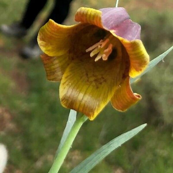 Fritillaria pyrenaica Kvet