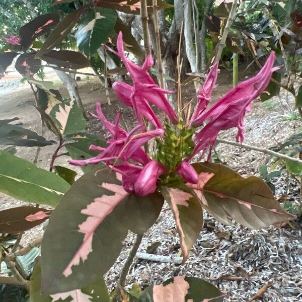 Graptophyllum pictum Flower