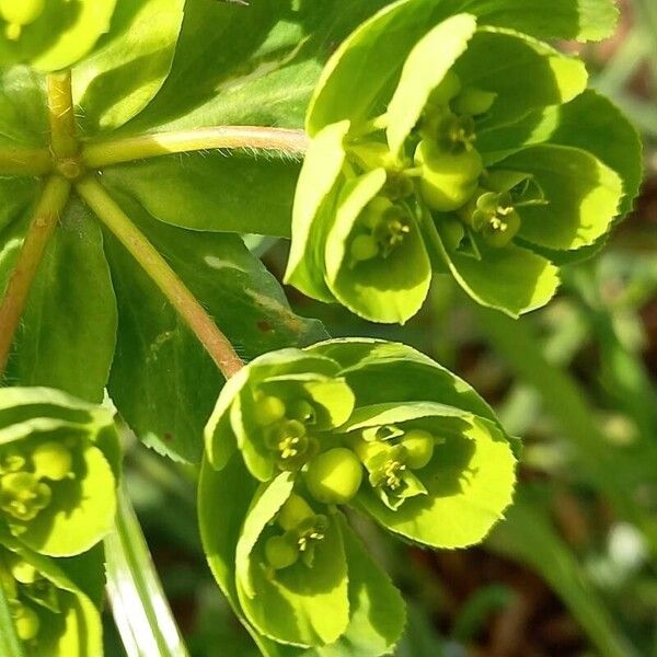 Euphorbia helioscopia 果実