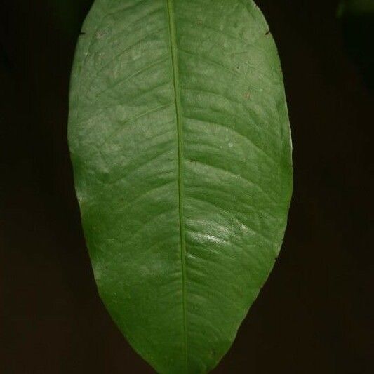 Eugenia gongylocarpa Foglia