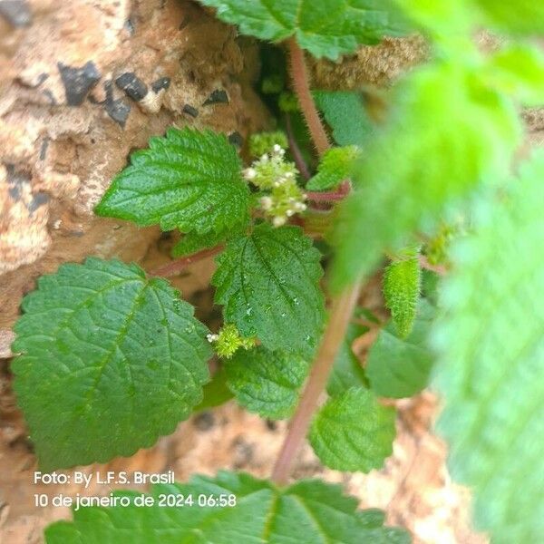 Laportea aestuans Flower