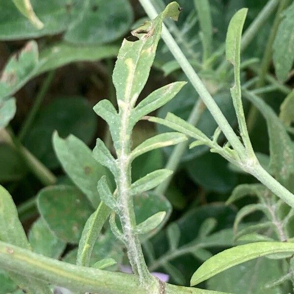 Scabiosa atropurpurea Leaf