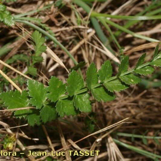 Sison segetum Blatt