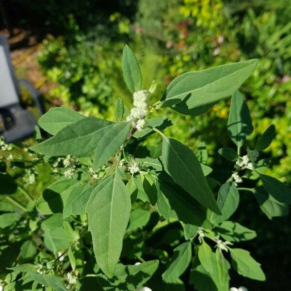 Chenopodium album Hoja