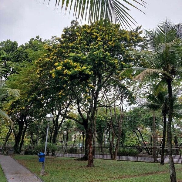 Paubrasilia echinata Hábito