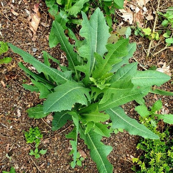 Lactuca virosa Yeri