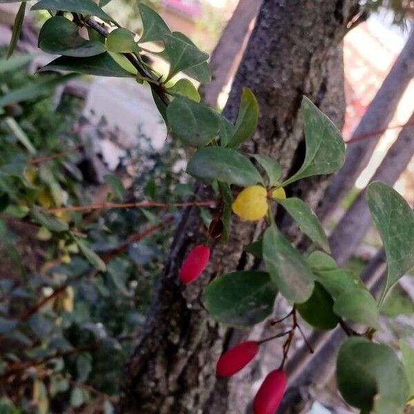 Berberis thunbergii फल