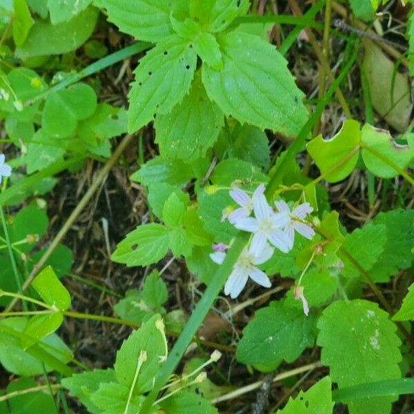 Claytonia sibirica Kukka