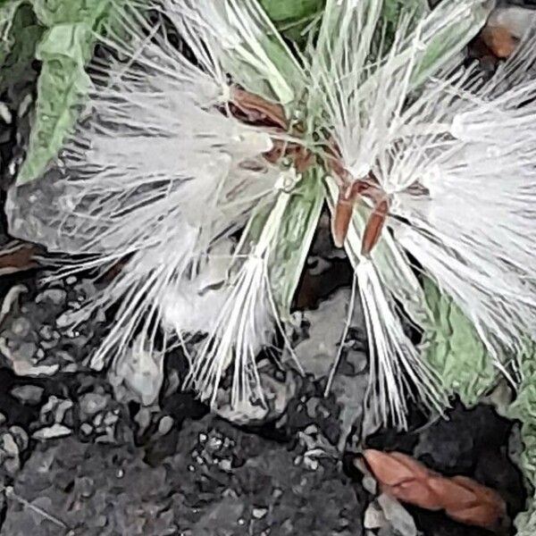 Senecio vulgaris Fruit