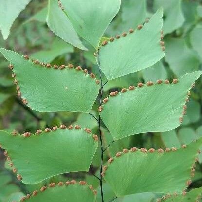 Adiantum peruvianum Leaf