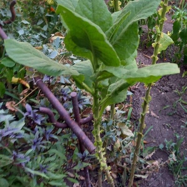 Nicotiana tabacum Fuelha