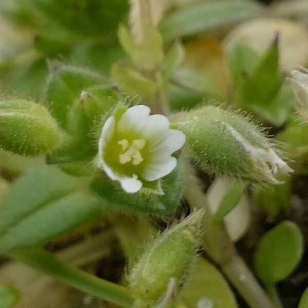 Cerastium semidecandrum Fiore