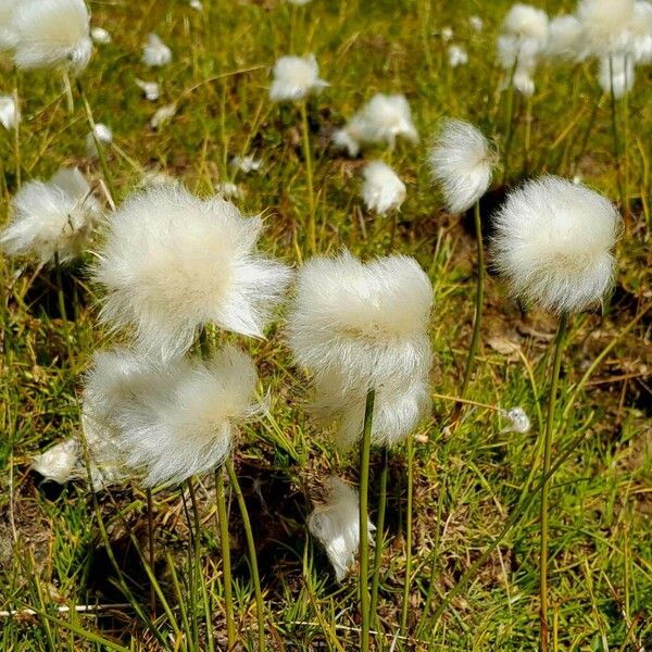 Eriophorum scheuchzeri Frugt