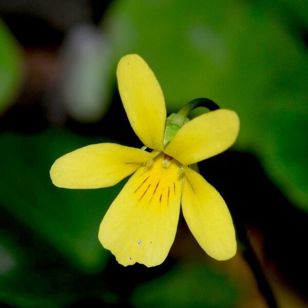 Viola sempervirens Kwiat