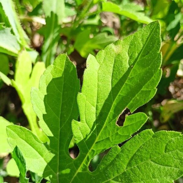 Ambrosia trifida Leaf