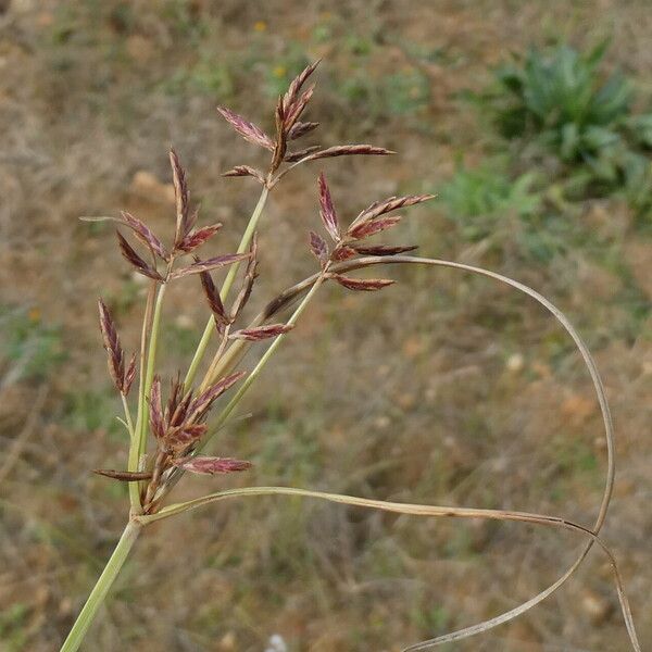 Cyperus rotundus Virág