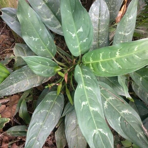 Aglaonema nitidum Costuma