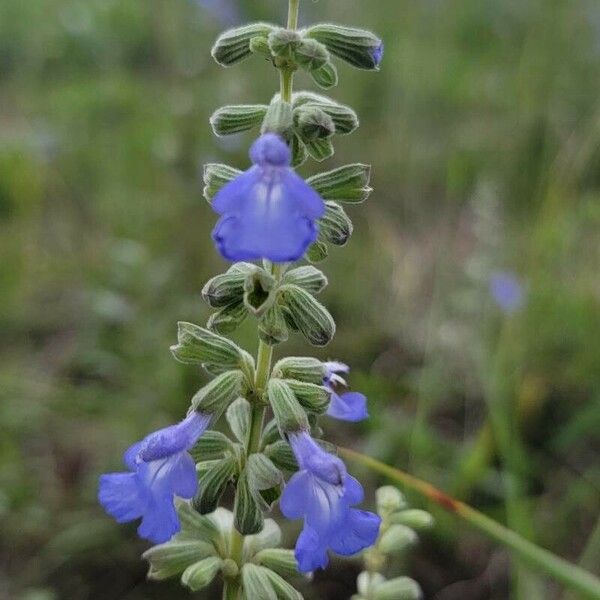 Salvia azurea 花