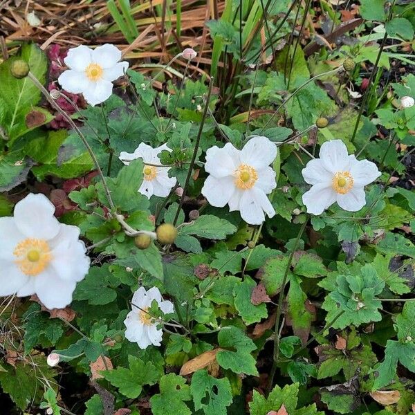 Anemonoides sylvestris Flower